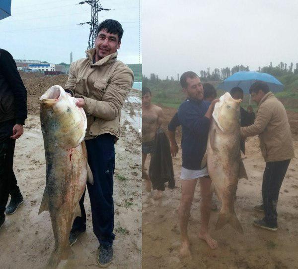 ФОТО: Ўзбекистонда оғирлиги 35 килограммлик балиқ тутилди