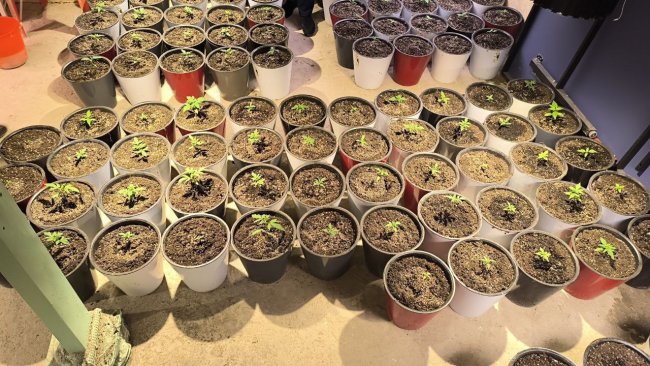 Житель Юнусабада организовал плантацию марихуаны в Ташкентской области