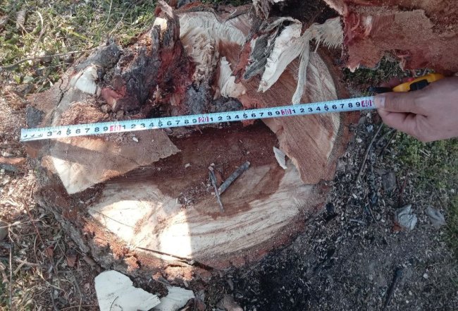 В Сырдарье ищут злоумышленника, который срубил здоровое дерево, ущерб превысил 40 млн сумов