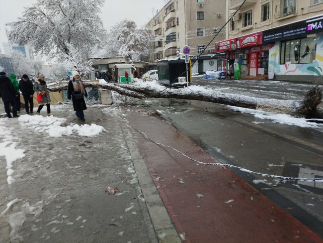 Снегопад в Ташкенте вызвал падение множества деревьев