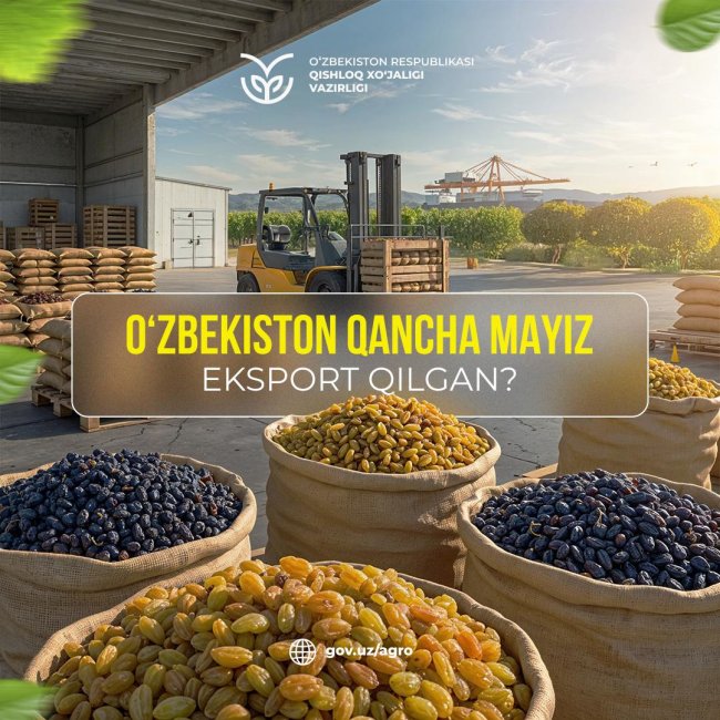 Сколько изюма экспортировал Узбекистан в 2024 году?