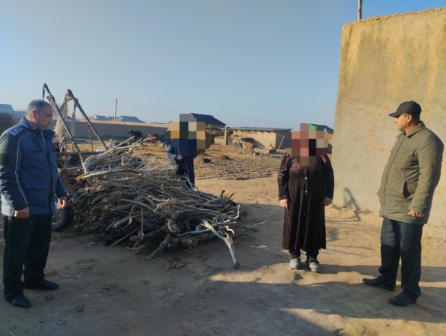 За вырубку саксаула жители Кашкадарьи заплатят более 20 млн сумов штрафа