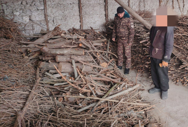 В Фергане мужчина спилил два дерева и пожалел об этом