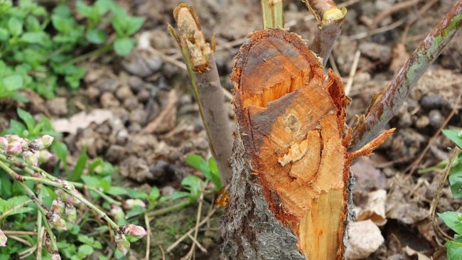 В Джизаке мужчина заплатит почти 9,5 млн сумов штрафа за два срубленных дерева