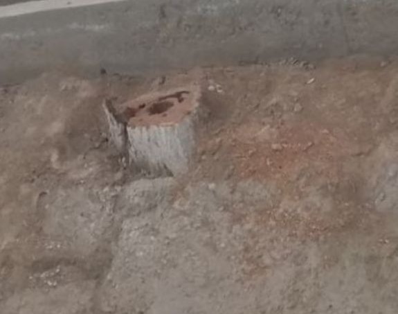 В Кашкадарье мужчина заплатит почти 10 млн сумов за срубленное дерево