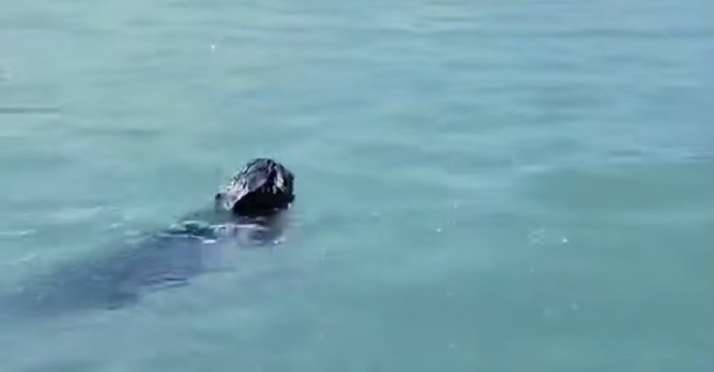 В Греции мужчина столкнул кошку в море, ему грозит до 10 лет лишения свободы