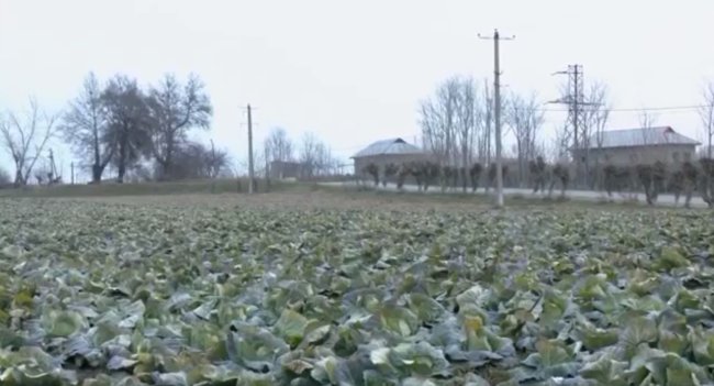 Фермер из Кашкадарьи поделился секретом своего успеха, который приносит ему более 4 млрд сумов в год