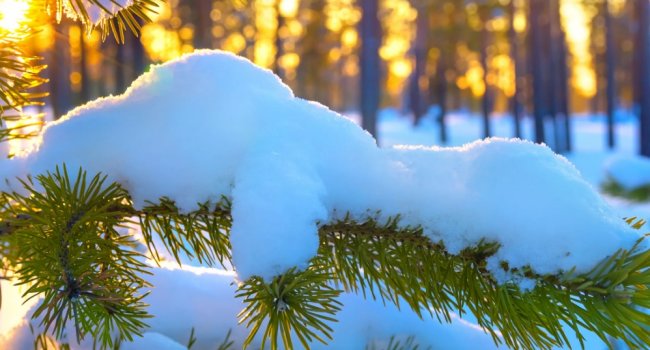 Когда в Ташкенте ожидается тёплая погода?