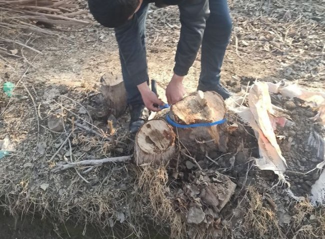 Более 18 млн сумов выплатит житель Бухарской области за вырубку нескольких деревьев