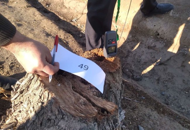 В Сурхандарье два гражданина незаконно спилили деревья и теперь заплатят более 50 млн сумов