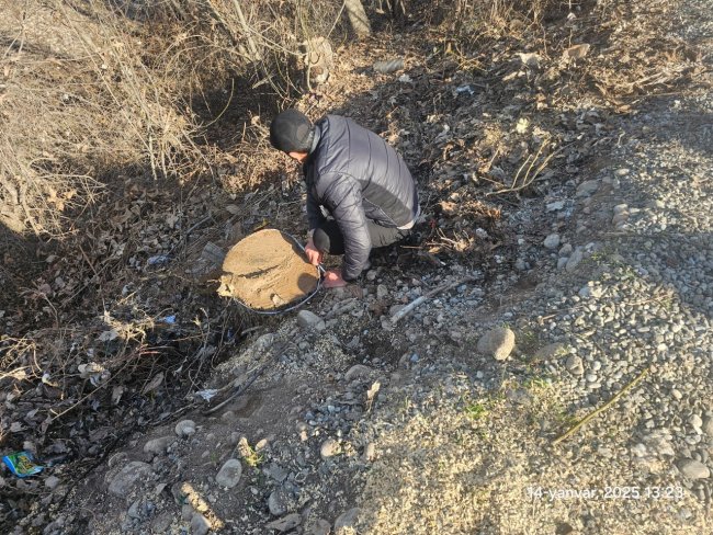 Более 80 млн сумов выплатит житель Кашкадарьи за вырубку двух орешин