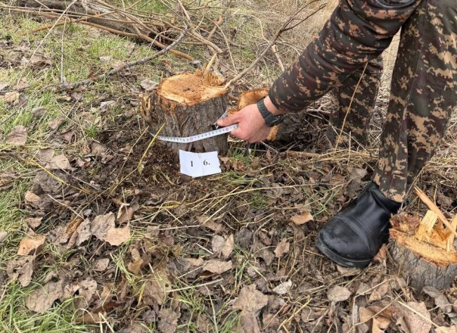 В Чиланзарском районе неизвестные лица срубили деревья