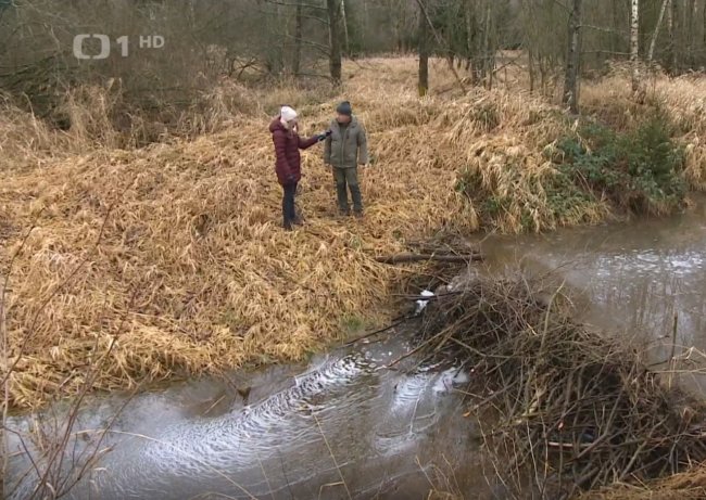 В Чехии бобры построили плотину за чиновников, которые 7 лет не могли реализовать проект