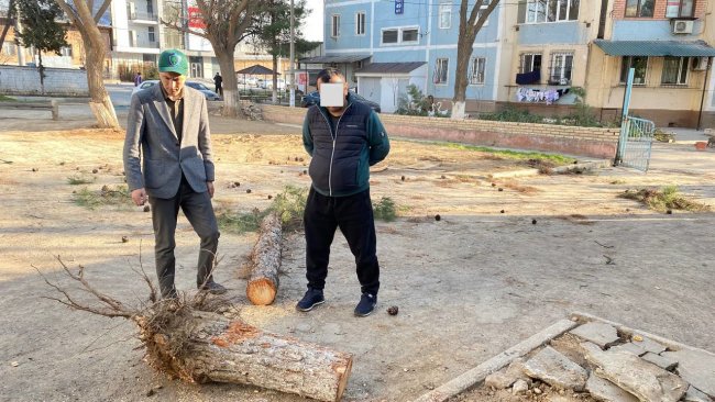 В Ташкенте мужчина заплатит более 50 млн сумов за вырубку дерева