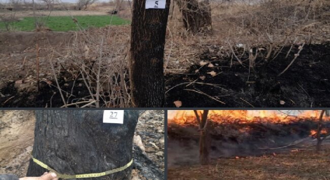 В Хорезме фермер поджёг поле и уничтожил 18 здоровых деревьев