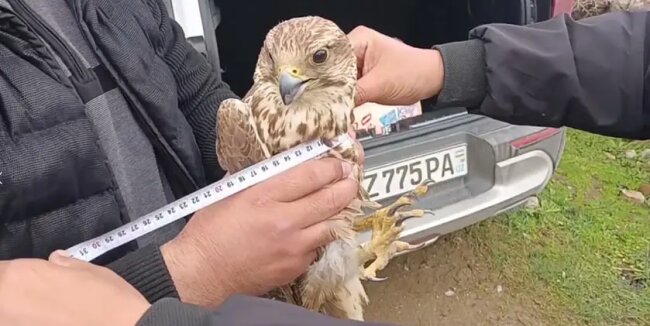 В Шахрисабзе мужчина пытался продать дикую птицу