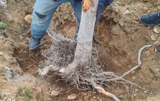 В Ферганской области из-за неверного решения хокимията нанесён ущерб природе почти на 2 млрд сумов