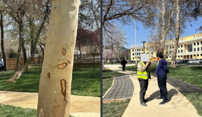 В Ташкенте мужчина выплатит почти 15 млн сумов за повреждение коры дерева
