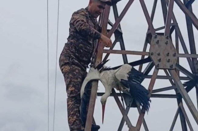 В Сырдарье инспектор экологии спас раненного аиста