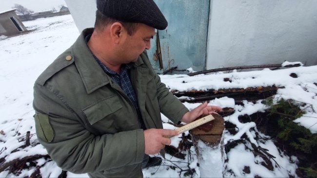 В Сурхандарье сотрудник одной из школ выплатит более 65 млн сумов штрафа за вырубку деревьев