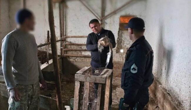 В Фергане мужчина заплатит штраф за продажу дикой птицы