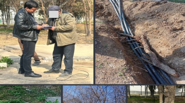 При реконструкции площади Пушкина в Ташкенте повредили деревья, виновный заплатит штраф более 10 млн сумов