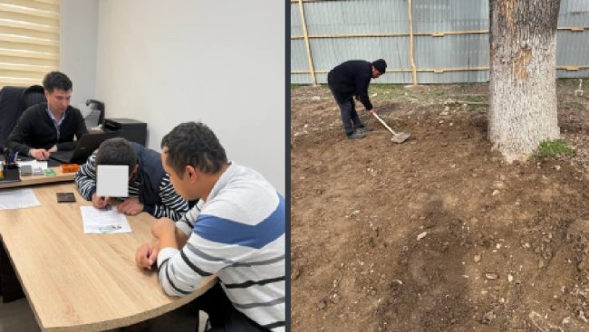 В Ташкенте мужчина пытался самостоятельно пересадить многолетнее дерево, теперь он заплатит более 10 млн сумов штрафа