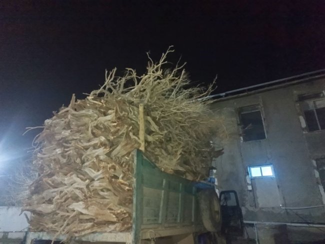 Житель Бухарской области заплатит более 35 млн сумов штрафа за вырубку саксаула