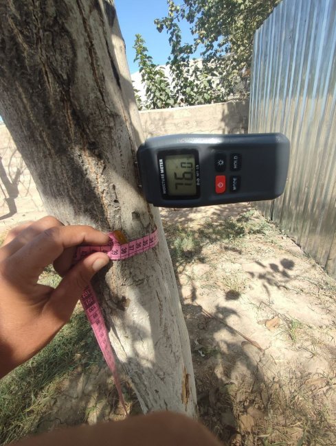 Более 30 млн сумов выплатит житель Кашкадарьи, который незаконно срубил два дерева