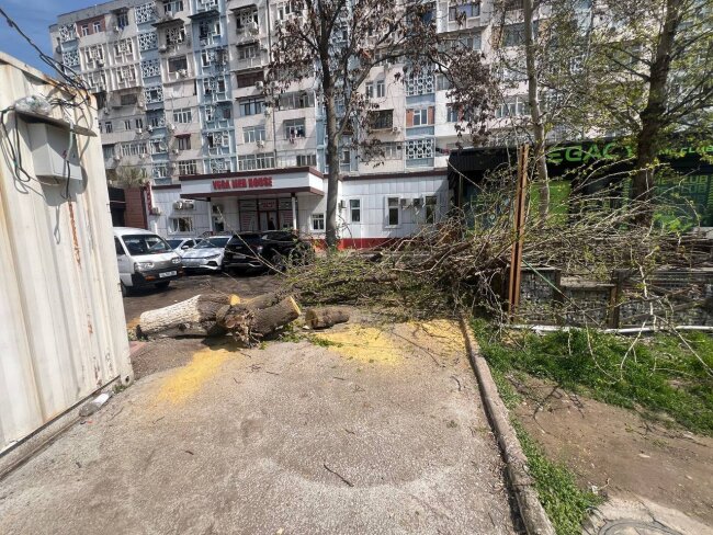 В Ташкенте неизвестные лица срубили дерево напротив парка Ашхабад