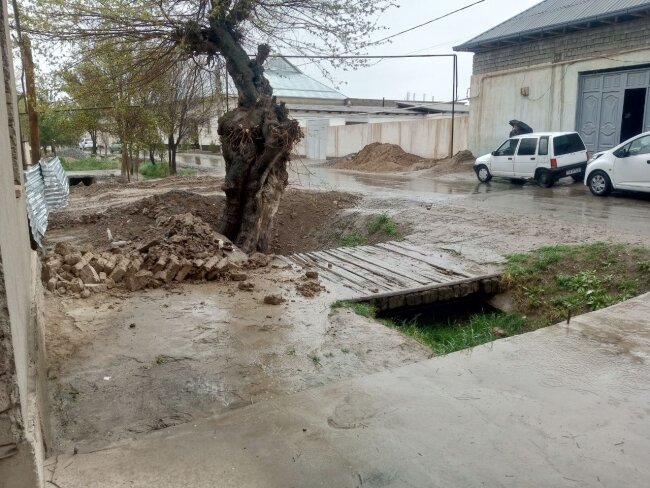 В Кашкадарье экологи предотвратили уничтожение многолетнего дерева