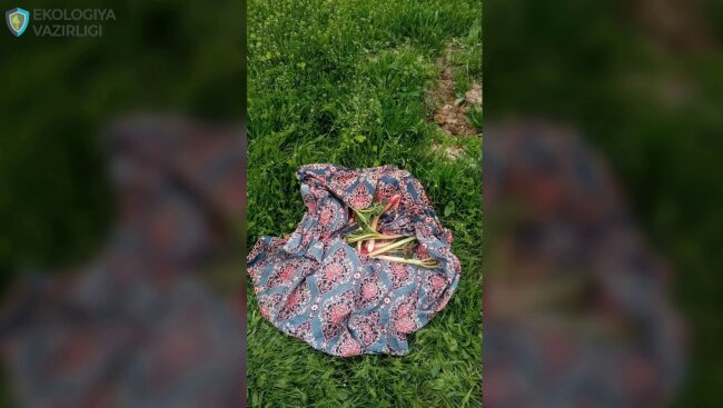 В Сурхандарье мужчина заплатит крупный штраф за то что сорвал растение ревеня