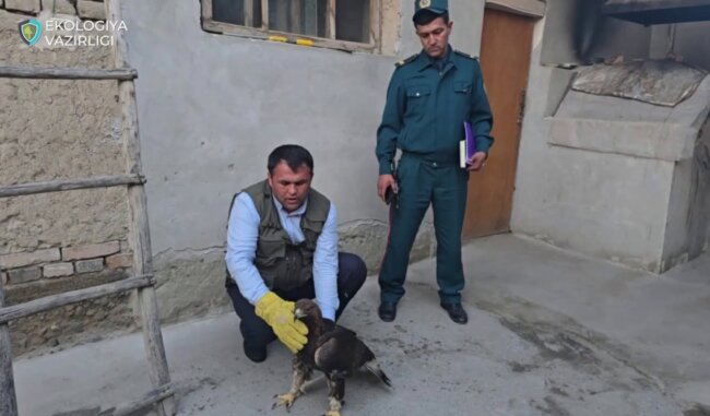 В Фергане мужчина пытался продать краснокнижного беркута