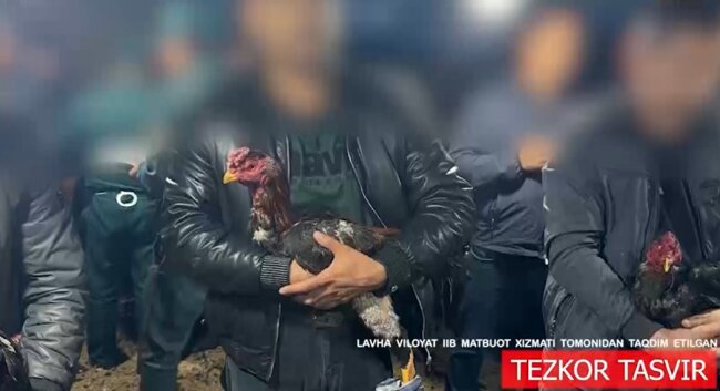 До 7 лет лишения свободы получит житель Андижана за петушиные бои