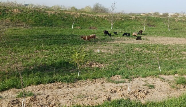 В Каттакургане двое мужчин заплатят крупный штраф за повреждение деревьев из-за выпаса скота
