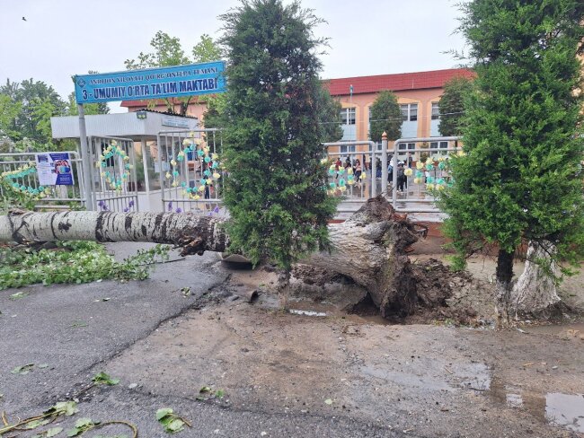 Из-за сильных дождей в Андижанской области дерево упало возле входа в школу