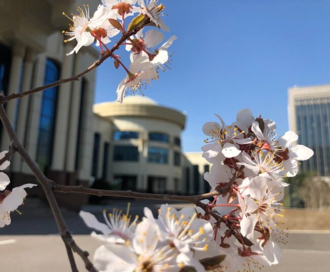 В Узбекистане центр таможенного оформления получит статус отдельного юридического лица