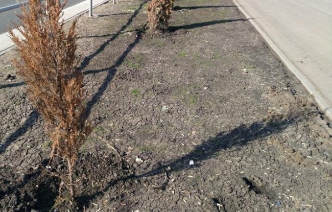 В Сурхандарье сотрудник благоустройства плохо ухаживал за саженцами и теперь заплатит огромный штраф