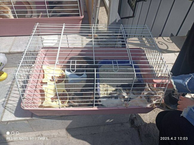 В зоомагазине Андижана издевались над кошкой с котятами, их посадили в клетки и выставили на солнце