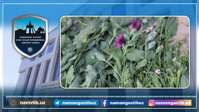 Пенсионер из Наманганской области выращивал в поле опийный мак