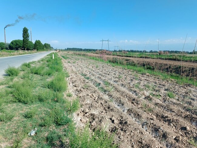 Руководитель ООО в Ферганской области получил штраф за гибель саженцев деревьев