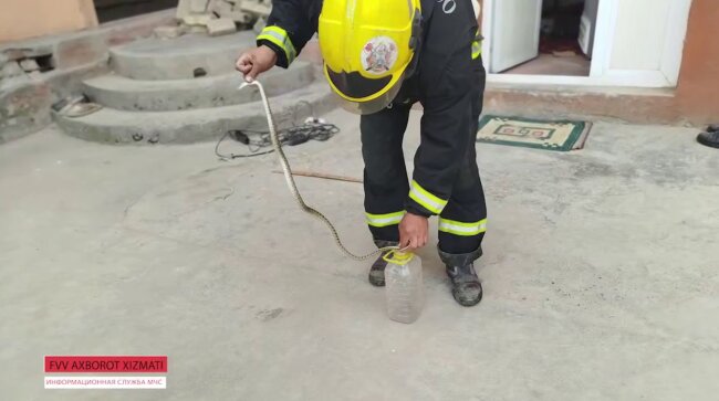 В доме жителя Андижана сотрудники МЧС поймали змею