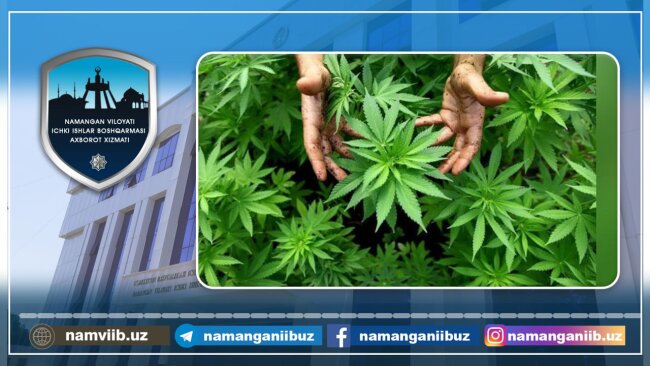 Житель Чартакского района выращивал коноплю