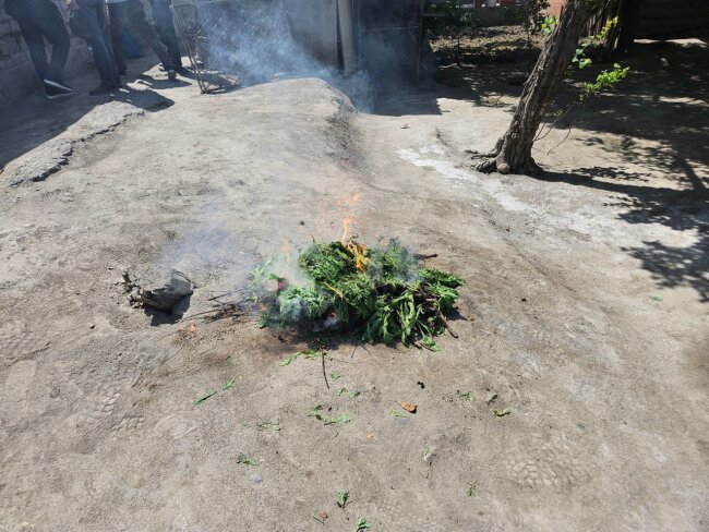 Житель Коканда пытался сжечь наркотикосодержащие растения, когда к нему пришли сотрудники ОВД