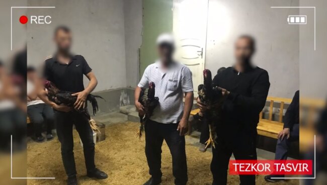 Житель Андижанской области организовывал петушиные бои в своём доме