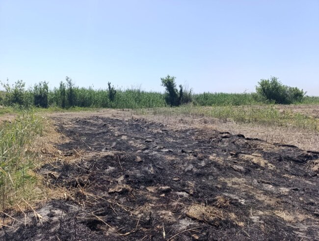 Житель Сырдарьинской области поджёг поле и был оштрафован