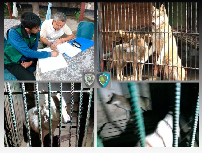 На АЗС в Андижане незаконно содержали двух среднеазиатских волков