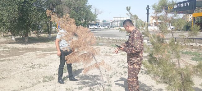 За 2 месяца в Бухаре 18 ответственных лиц наказаны за гибель саженцев деревьев