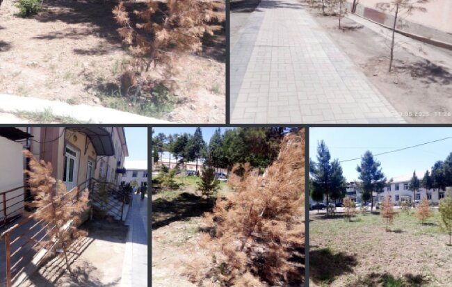 В Риштане сотрудники медобъединения не уследили за саженцами деревьев и заплатят штраф