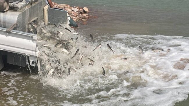 В Ахангаранское водохранилище сбросили 20 тыс. особей рыбы